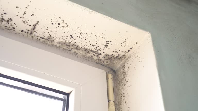 Best Attic Mold Removal  in Deschutes River Woods, OR